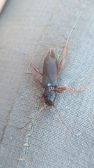 Phymatodes