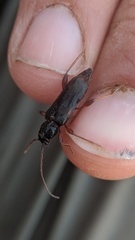 Phymatodes