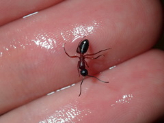 Camponotus innexus