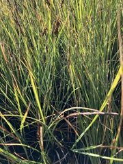 Carex simulata