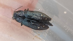 Phaenops lecontei
