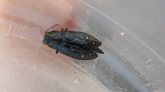 Phaenops lecontei
