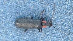 Dichelotarsus scaber