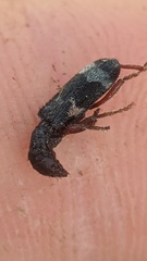 Thanasimus undatulus