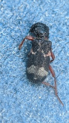Thanasimus undatulus