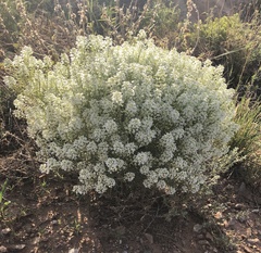 Lepidium alyssoides