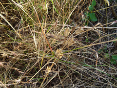 Camassia quamash