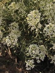 Lepidium alyssoides