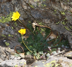 Hypochaeris robertia