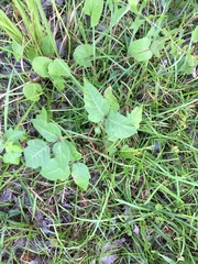 Toxicodendron radicans image