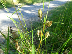 Camassia quamash
