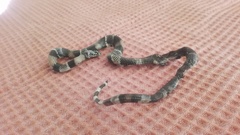 Lampropeltis micropholis