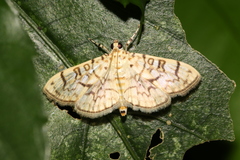 Haritalodes derogata