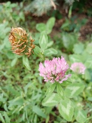 Trifolium pratense