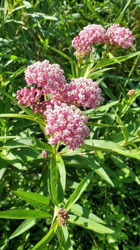 Asclepias incarnata