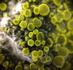 Xanthocarpia feracissima