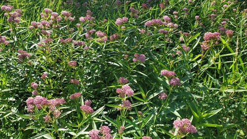 Asclepias incarnata