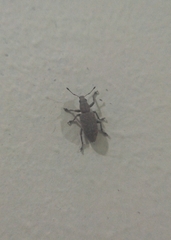 Tanymecini