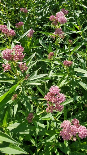 Asclepias incarnata