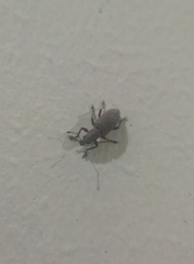 Tanymecini