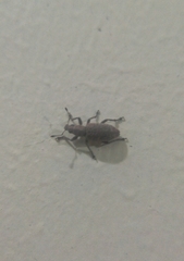Tanymecini