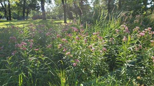Asclepias incarnata