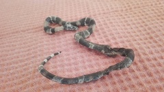 Lampropeltis micropholis