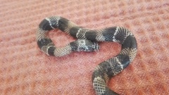 Lampropeltis micropholis
