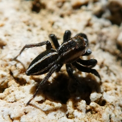 Phlegra bresnieri