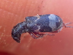 Thanasimus undatulus