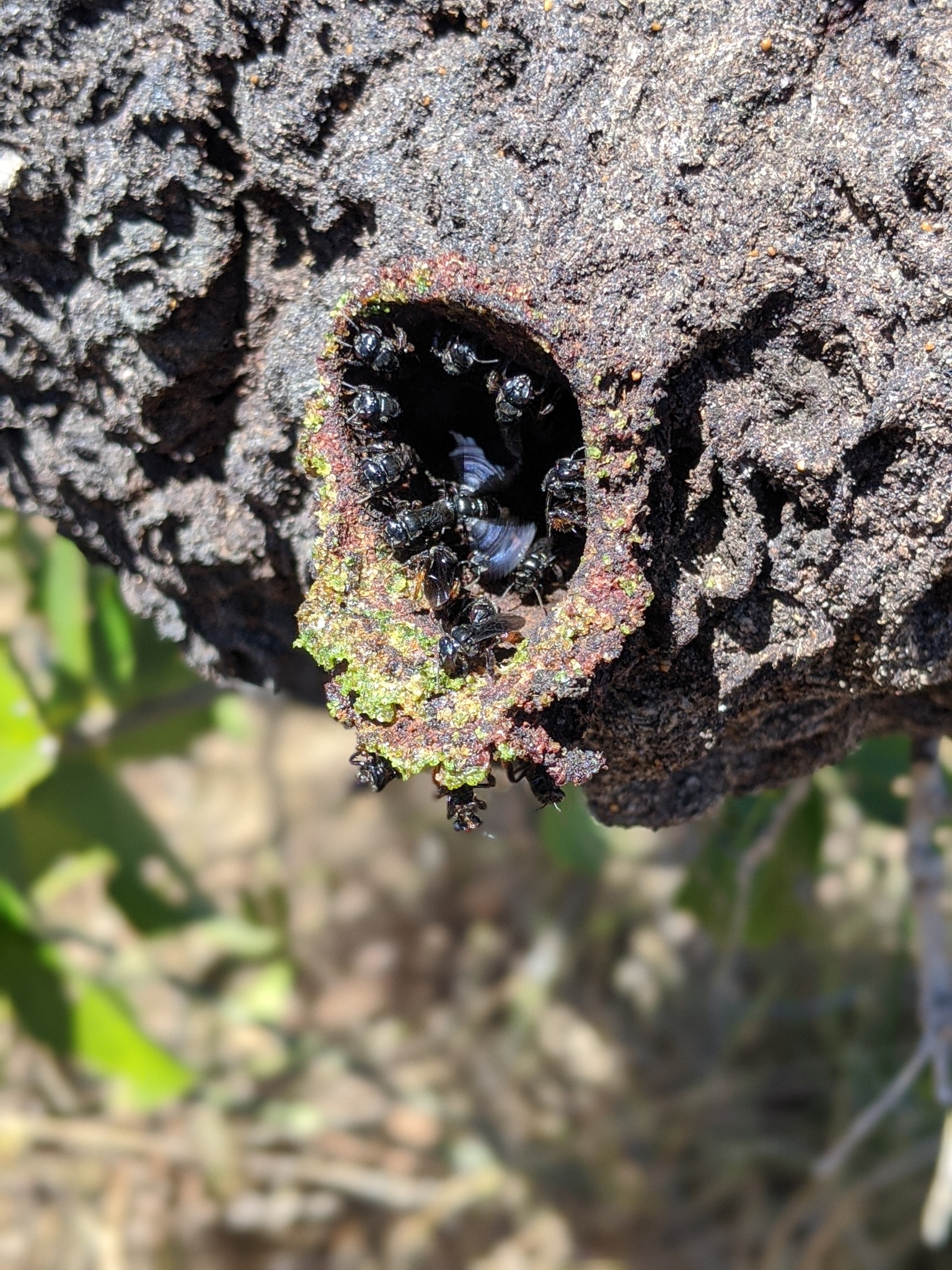 Abelhas sem ferrão: Irapuã (Trigona spinipes)