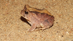 Proceratophrys cristiceps