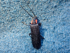 Dichelotarsus scaber