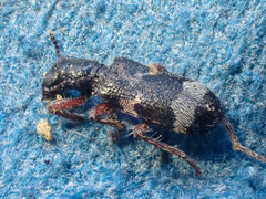 Thanasimus undatulus