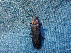 Dichelotarsus scaber