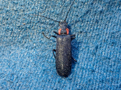 Dichelotarsus scaber