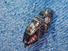 Phaenops lecontei
