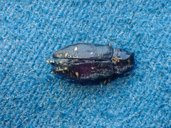 Phaenops lecontei