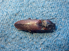 Acteniceromorphus volitans