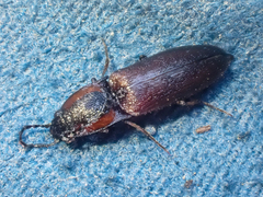 Acteniceromorphus volitans