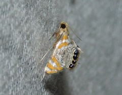 Nymphicula