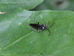 Coelichneumon azotus