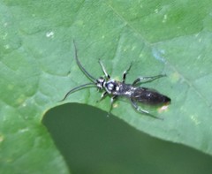 Coelichneumon azotus