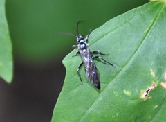 Coelichneumon azotus