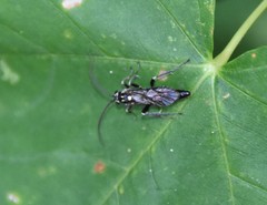 Coelichneumon azotus