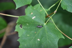 Coelichneumon azotus