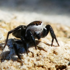 Phlegra bresnieri