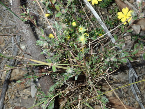 Image of Rock Rose Guinea-Flower (Hibbertia cistiflora) by (c) Thomas Mesaglio, some rights reserved (CC BY)