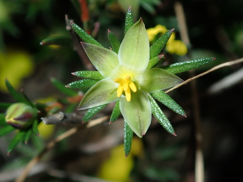 Image of Rock Rose Guinea-Flower (Hibbertia cistiflora) by (c) Thomas Mesaglio, some rights reserved (CC BY)