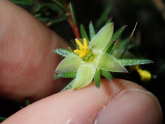 Hibbertia cistiflora